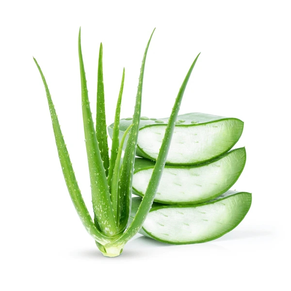 Frische Aloe Vera für die Hautpflege